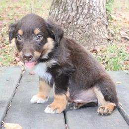 Hue - Red tri-color male Australian Shepherd puppy in Macon, Georgia from Shaina’s Shepherds