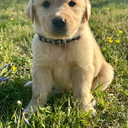 Stormy - Light golden male Golden Retriever puppy in Doniphan, Missouri from Stockford’s Golden Retrievers