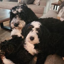 Bernedoodles from Two oodles of Texas