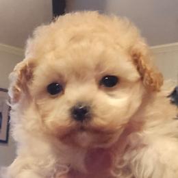 Cashmere - Cream female Poodle puppy in Grand Saline, Texas from Oldfield Outdoors