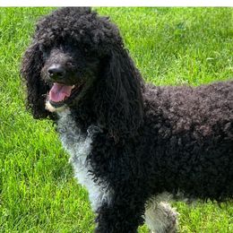 Golden Aussiedoodles, Goldendoodles, and Poodles from Doodles and Poodles Naturally