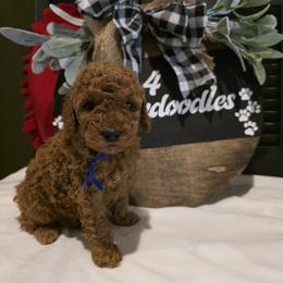 Winston - Red  male Goldendoodle puppy in Bristol, Tennessee from 4goldendoodles