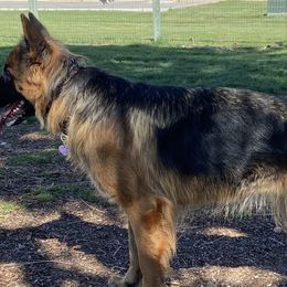 German Shepherds from Vom Kupferhaus