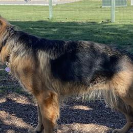 German Shepherds from Vom Kupferhaus