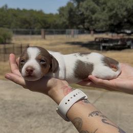 Chocolate and Tan Piebald Smooth Male - Piebald male Dachshund puppy in Killeen, Texas from Southern Dachshunds