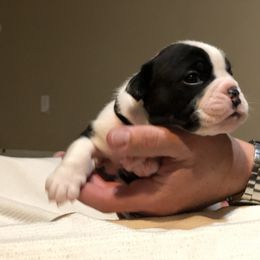 English Bulldog Puppies from Ruza's Bulldogs