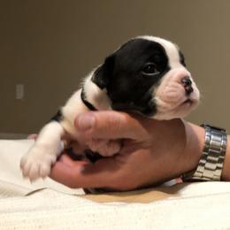 English Bulldog Puppies from Ruza's Bulldogs