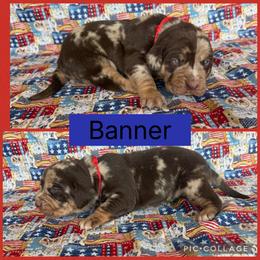 Banner - Red merle male Catahoula Leopard Dog puppy in Forbes, Minnesota from North Country Catahoulas