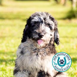 Cowboy (Dark Blue Collar) - Merle male Goldendoodle puppy in Ocala, Florida from Hancock Place Doodles