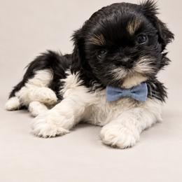Arlo - Black and white male Shih Tzu puppy in Montgomery, Texas from Furbourne Farm