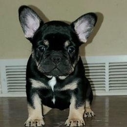 French Bulldogs from Majestic French Bulldog