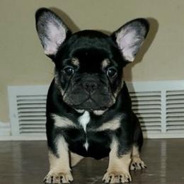 French Bulldogs from Majestic French Bulldog