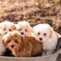 Goldendoodle and Havapoo Puppies from Lady Paws Puppies