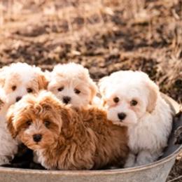 Goldendoodle and Havapoo Puppies from Lady Paws Puppies