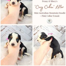 S'mores - female Australian Mountain Doodle puppy in Grand Rapids, Michigan from The Kindred K9