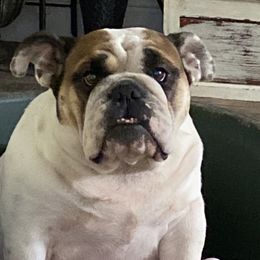 Mauri - Bulldog