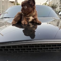 French Bulldog Puppies from westsidefrenchies