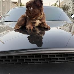 French Bulldog Puppies from westsidefrenchies