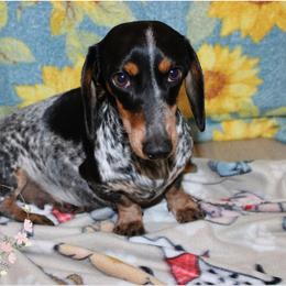Laramie - Piebald female Dachshund puppy in Pope, Mississippi from Anna’s Mini Doxies