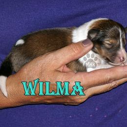WILMA -SABLE GIRL - Sable and white female Shetland Sheepdog puppy in Frazeysburg, Ohio from Mountain High Kennels