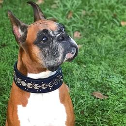 Boxer Puppies from Archangel Boxers