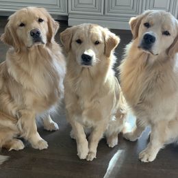 Golden Retriever All Grown Up from Goldenway Goldens