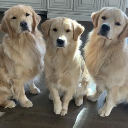 Golden Retriever All Grown Up from Goldenway Goldens
