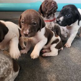 German Shorthaired Pointers from Brownscreek Connection