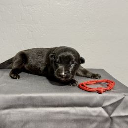 Red - Bi-color male German Shepherd puppy in Buckeue, Arizona from Légende Vivante Du Chief Kennel