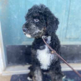 June - Phantom Poodle puppy in Clinton, Tennessee from Melton’s Poodles and Newfs