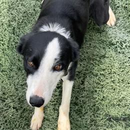 Joli - Border Collie