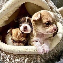 Boston Terriers and Chihuahuas from Itty Bitty Boston & Chi Co, Veteran Owned