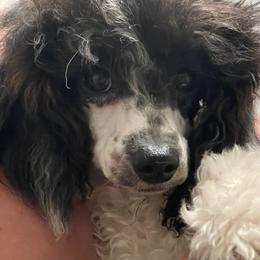 Rose - Poodle
