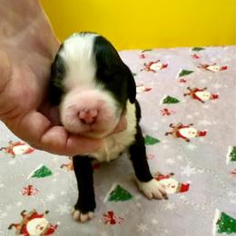 Madonna - Black and white female Bernedoodle puppy in Willacoochee, Georgia from Kitandkboodle's Doodles
