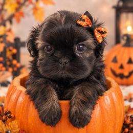 Autumn - Black and tan female Shih Tzu puppy in Claremont, California from Lovable Shih Tzus