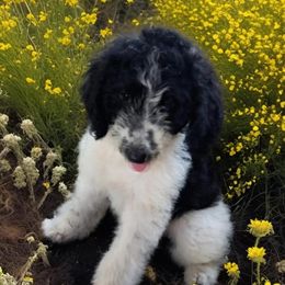 Aussiedoodle Puppies from Rothsolid Puppies