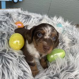 Dachshund Puppies from Stilwell’s & TJ’s Dachshunds