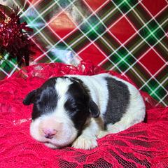 Girl 2 - Brown and white female Saint Berdoodle puppy in Castle Rock, Washington from PNW Saint Berdoodles