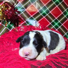 Girl 2 - Brown and white female Saint Berdoodle puppy in Castle Rock, Washington from PNW Saint Berdoodles