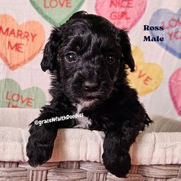 Ross - Black male Goldendoodle puppy in Peytno, Colorado from Grace N Faith Doodles