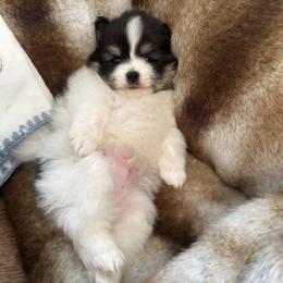 Lennox - Tri-colored male Pomeranian puppy in Bayonne, New Jersey from Pomeranian Dream