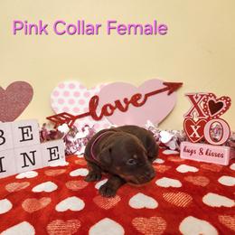 Pink Collar Girl - Red and rust female Doberman Pinscher puppy in Clinton, Arkansas from Shakarri Irish Setters
