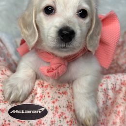 McLauren - Piebald Dachshund puppy in Murfreesboro, Tennessee from Kimbrie's Dream Cream Doxies