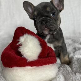 Tina Turner - Tricolors female French Bulldog puppy in Sterling Heights, Michigan from Freshwater Frenchies