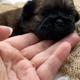 Fonzie - Red male Shih Tzu puppy in Kempner, Texas from Shih Tzu Reign