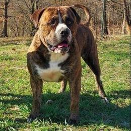 Cypress - Alapaha Blue Blood Bulldog