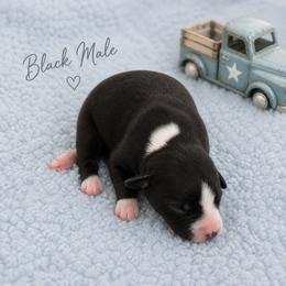 Boy 2 - Black male Whippet puppy in Kalamazoo, Michigan from Clarriott Whippets & Cavapoos