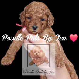 Scarlet - Red  female Poodle puppy in Hartsdale, New York from Poodle Pals By Jen