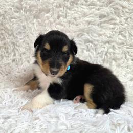 Blue Collar Tri-Color Female - Black white and tan female Collie puppy in Gleason, Tennessee from Liberty Collies