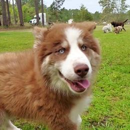 Peter - Red and white male Siberian Husky puppy in Savannah, Georgia from Stacy's Siberian Huskies